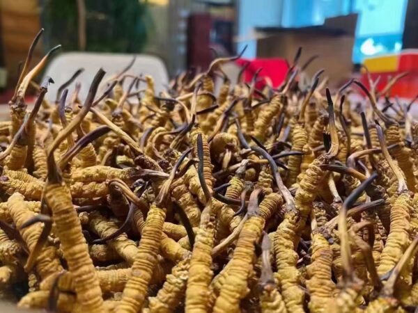 Premium Cordyceps