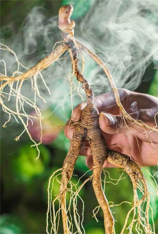 wild ginseng - Image 4