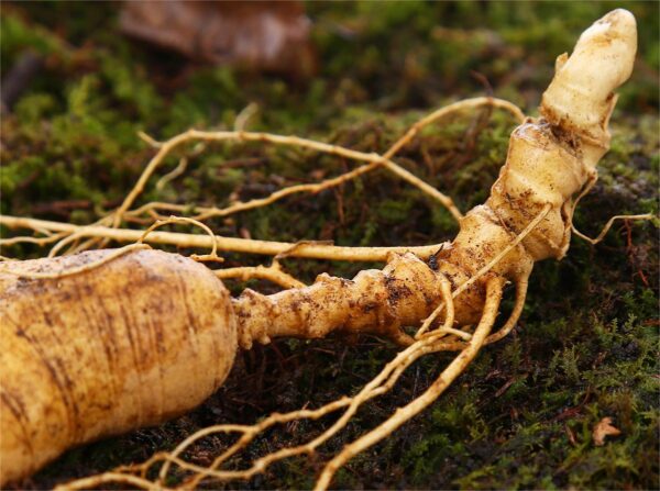 wild ginseng