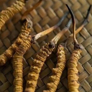 Cordyceps sinensis