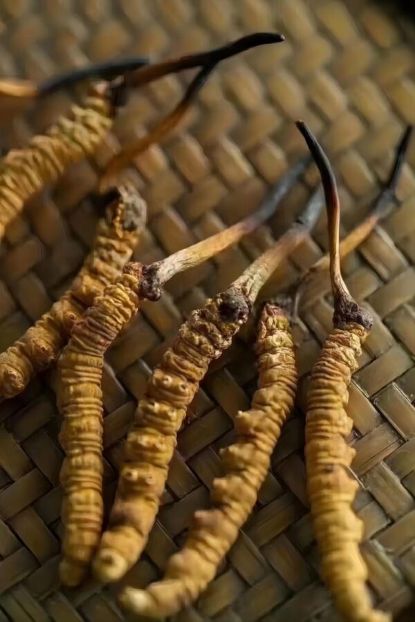 Cordyceps sinensis