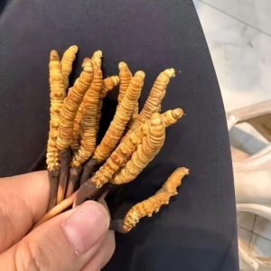 The Cordyceps sinensis sold by our company all come from the pure wild natural Cordyceps sinensis at high altitude on the Qinghai-Tibet Plateau, which is precious and rare