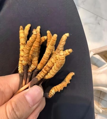 The Cordyceps sinensis sold by our company all come from the pure wild natural Cordyceps sinensis at high altitude on the Qinghai-Tibet Plateau, which is precious and rare