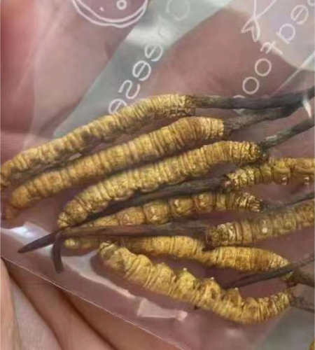 The Cordyceps sinensis sold by our company all come from the pure wild natural Cordyceps sinensis at high altitude on the Qinghai-Tibet Plateau, which is precious and rare